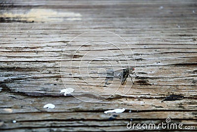 Fly on the old wooden board Stock Photo