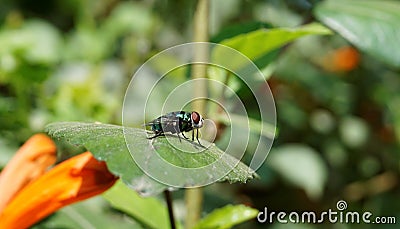 Fly sitting on the edge of a leaf next to some flowers Stock Photo