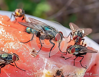 Flies on a Piece of Meat Stock Photo