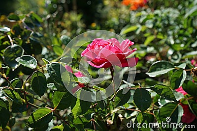 Fly on Pink Climber Rose Curly Flower. Berlin, Germany Stock Photo