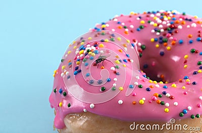 Fly on a Pink Sprinkle Donuts on a Turquoise Background Stock Photo