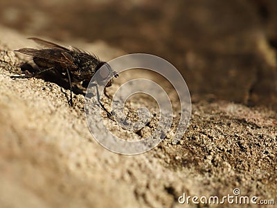 Fly resting on dry stone Stock Photo