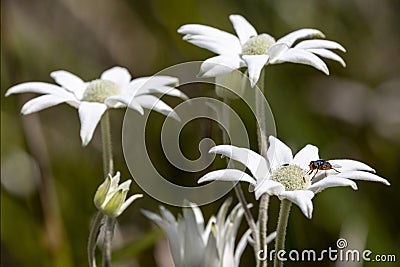 Australian Flannel Flower Stock Photo