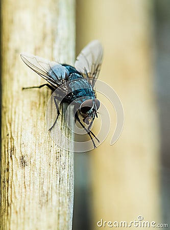 Fly Stock Photo