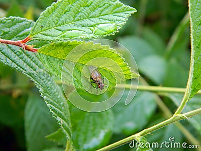 The fly sits on the green leaves of the plant Stock Photo