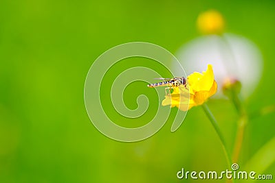 A fly sitting on a garden flower, green and yellow Stock Photo