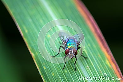 The fly stay on leaf to still after flying in nature Stock Photo