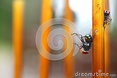 Fly stuck on glue traps on the table. Stock Photo