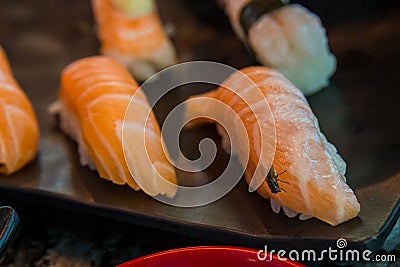 Fly on sushi salmon . fly eat salmon fish , carrier of communicable diseases, f Stock Photo