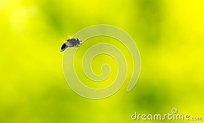 A fly swooping in air Stock Photo