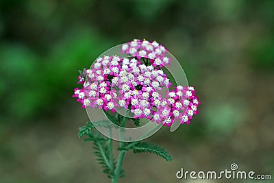 Fly on top of Common yarrow or Achillea millefolium perennial flowering plant with bunch of small violet with white center open Stock Photo