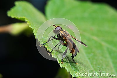Fly (Trichopoda pennipes) Stock Photo