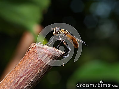 Fly (Trichopoda pennipes) Stock Photo