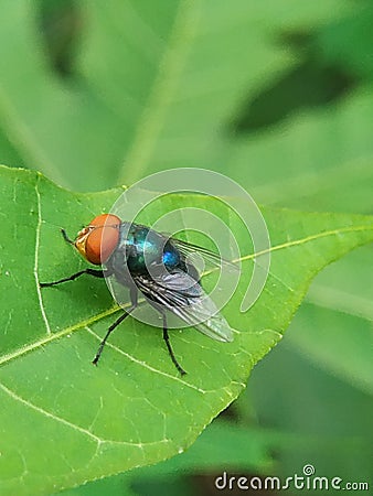 A fly that usually lands on food, garbage or carrion that can spread various diseases is perched on a green leaf Stock Photo