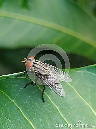 A fly that usually lands on food, garbage or carrion that can spread various diseases is perched on a green leaf Stock Photo