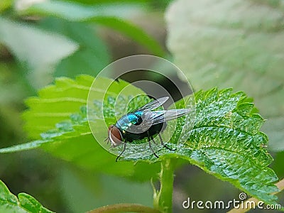 A fly that usually lands on food, garbage or carrion that can spread various diseases is perched on a green leaf Stock Photo