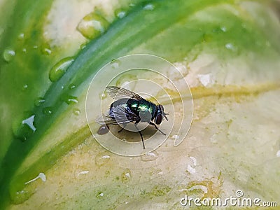 A fly that usually lands on food, garbage or carrion that can spread various diseases is perched on a light green leaf Stock Photo