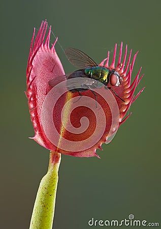 Fly in a venus fly trap Stock Photo