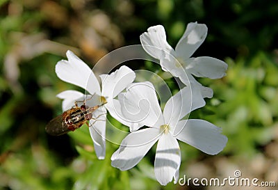 Fly on a white flower Stock Photo