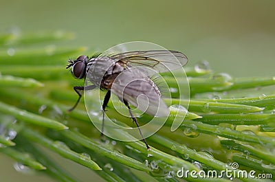 Fly Stock Photo