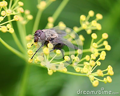 Fly on yellow dill flower Stock Photo