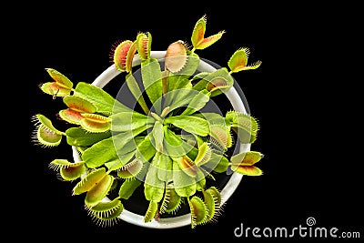 Flycatcher, an insectivorous plant with green leaves ending with insect traps Stock Photo