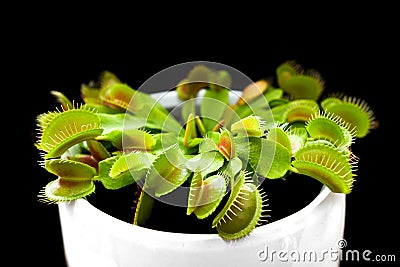 Flycatcher, an insectivorous plant with green leaves ending with insect traps Stock Photo