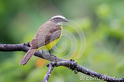 Flycatcher resting on a dry branch Stock Photo