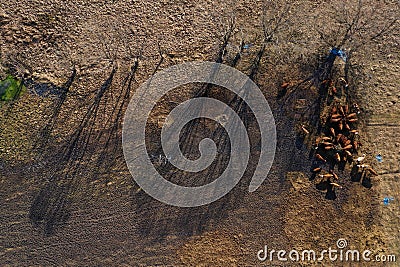 Flying above grazing cows on a farmland, tree shadows on meadow, aerial view Stock Photo