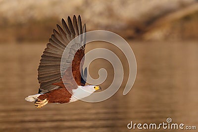 Flying African Fish Eagle over water Stock Photo