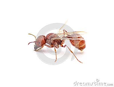 Flying ant isolated on white background. Pogonomyrmex badius, the Florida harvester ant. side profile view with wings Stock Photo