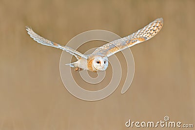 Flying Barn Owl, wild bird in morning nice light. animal in the nature habitat. Bird landing in the grass, action wildlife scene, Stock Photo