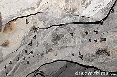 Flying bats in cave Stock Photo