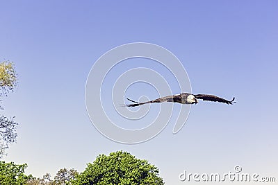 Flying bearded vulture, also known as the lammergeier vulture, lammergeyer or ossifrage Stock Photo