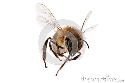 Flying Bee Stock Photo