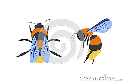 Flying Bee isolated on white background vector illustration. Set of yellow humblebee Cartoon Illustration