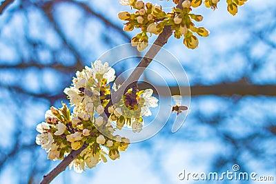 Flying bee pollinates spring blossom Stock Photo