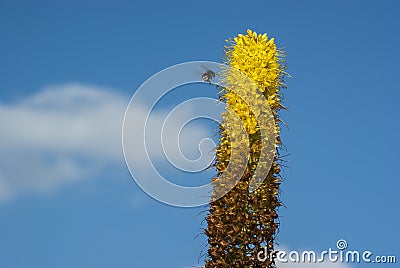 Flying bee on a steppe, Eremurus, in front of a bright blue sky Stock Photo