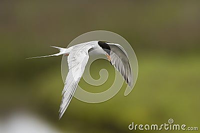 Flying Bird Stock Photo