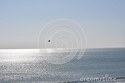 Flying bird on Arabian sea with blue sky background on horizon Stock Photo