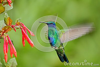 Flying bird. Bird with red flower. Bird in the forest. Bird in fly. Action scene with bird. Green and blue bird. Bird from Ecuador Stock Photo