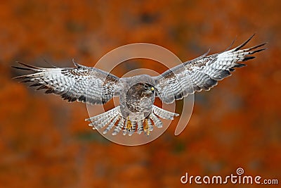 Flying bird Buzzard hawk with blurred orange autumn tree forest in background. Wildlife scene from nature. Bird in fly. Hawk in th Stock Photo