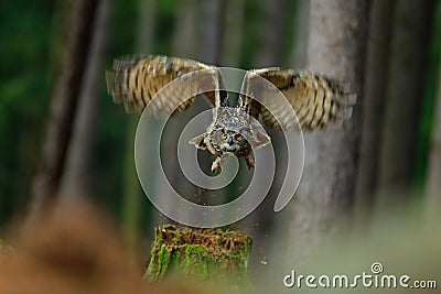 Flying bird Eurasian Eagle Owl with open wings in forest habitat with trees Stock Photo