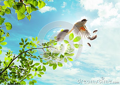 The flying bird Stock Photo