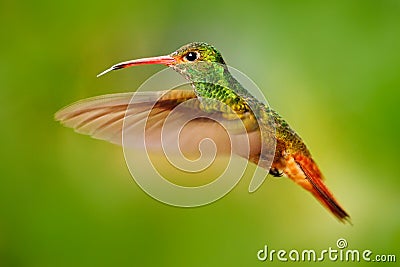 Flying bird, hummingbird Rufous-tailed Hummingbird. Hummingbird with clear green background in Ecuador. Hummingbird in the nature Stock Photo