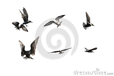 Flying bird isolate on white background Stock Photo