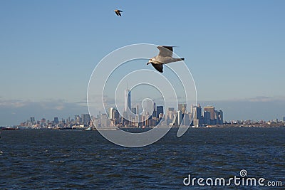 Flying bird from NYC Stock Photo