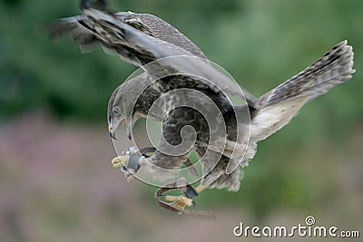 A flying bird of prey Stock Photo