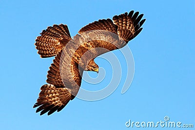 Flying bird of prey. Bird in the blue sky with open wings. Action scene from nature. Bird of prey Common Buzzard, Buteo buteo, in Stock Photo