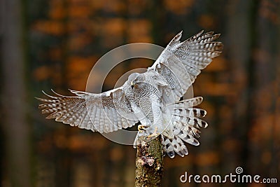 Flying bird of prey Goshawk with blurred orange autumn tree forest in the background, landing on tree trunk Stock Photo